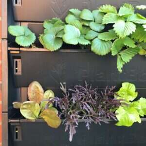Close up of PlantBox trough showing water indicator