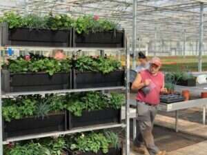 PlantBox vertical planters ready for Nightingale