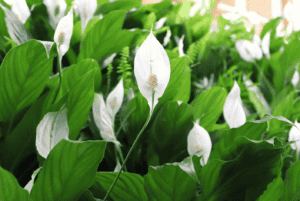 close up of a peace lily in a living wall