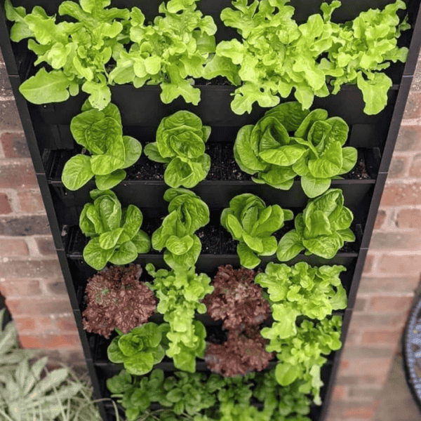 a living wall of grow your own food