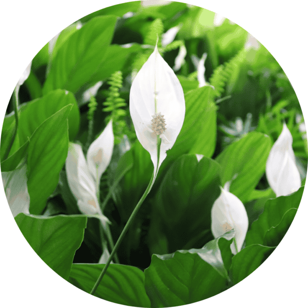 Peace lily in a PlantBox indoor living wall
