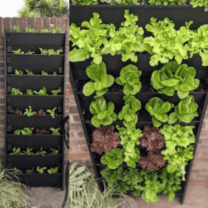 before and after growing your own fruit, vegetables and herbs living wall