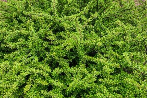 Green plant with lots of small leaves.