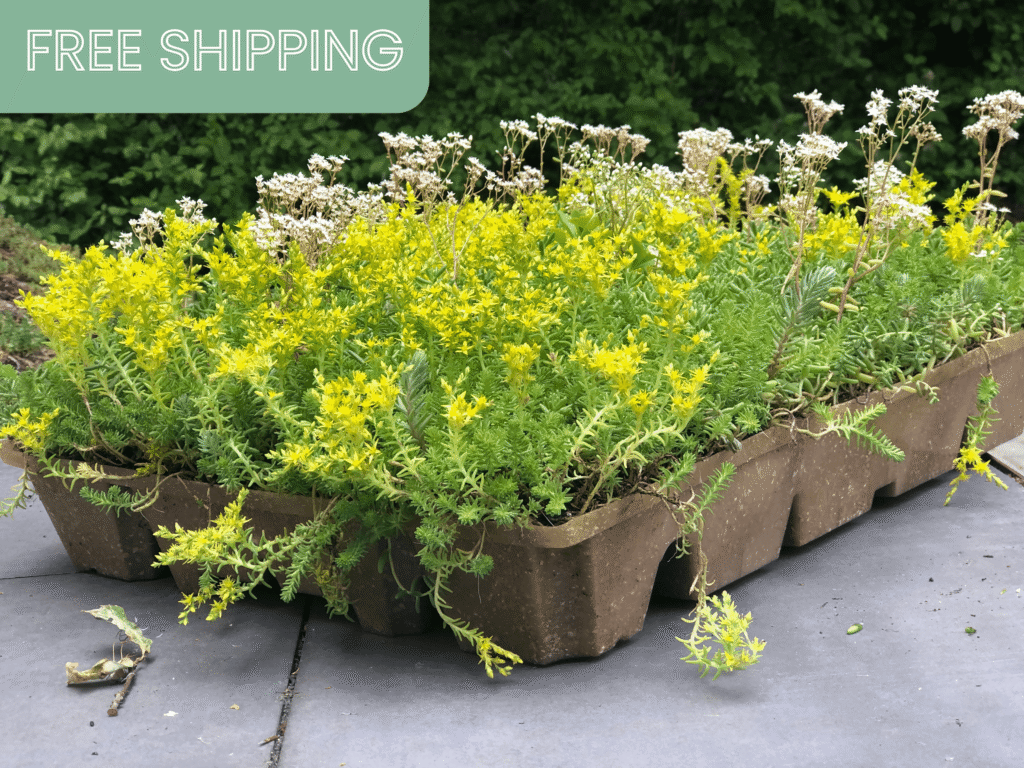 reGrow Green Roof System